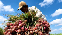 Harga Tembus Rp 23 Ribu per Kilo, Petani Bawang di Jombang 'Bungah' Raup Omzet Puluhan Juta