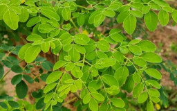 10 Manfaat Daun Kelor untuk Kesehatan Rahasia Daun Super yang Kaya Nutrisi