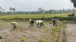 Lumpur Sawah Bukan Halangan, Babinsa Wlingi Turun Tangan Tanam Padi Demi Ketahanan Pangan Blitar