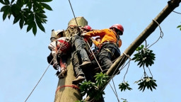 Nahas.! Pria di Nganjuk Tewas Tertimpa Batang Pohon Randu Saat Ditebang
