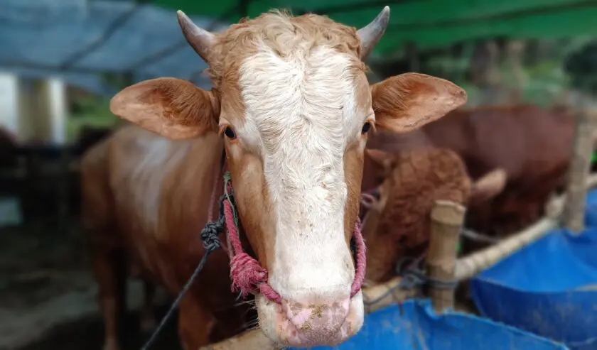 Jelang Iduladha, Masyarakat Diimbau Waspada Penipuan Kurban Online