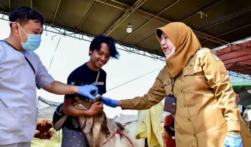 Jelang Iduladha, Pemkot Surabaya Minta Lapak Hewan Kurban Kantongi SKKH dan Rekomendasi