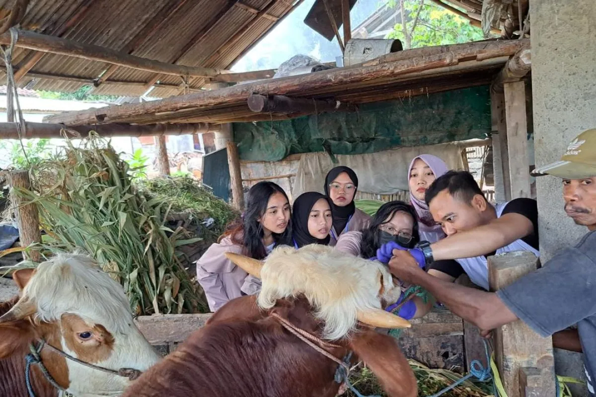 Pemkab Banyuwangi periksa kesehatan hewan kurban menjelang Idul Adha