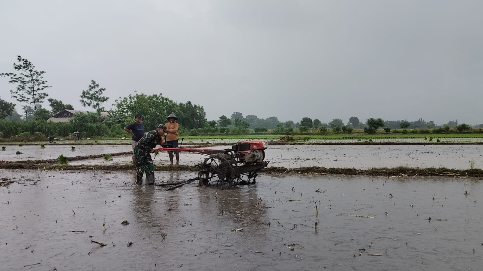 Percepat Masa Tanam, Babinsa Dampingi Petani Bantu Bajak Sawah