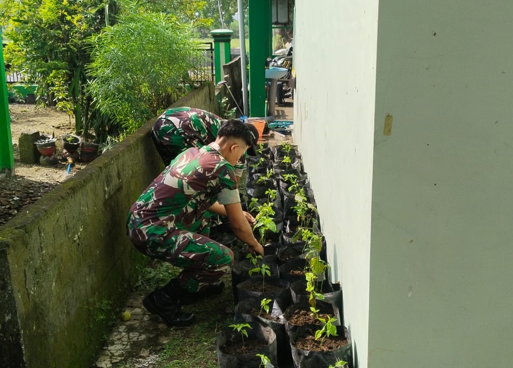 Anggota Koramil 0810/19 Jatikalen Tanam Cabai Manfaatkan Lahan Sempit Pekarangan Makoramil 