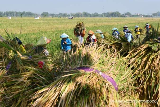 Kuota Penuh Bulog Tolak Beli Gabah Hasil Panen Petani di Nganjuk, Ketua AKD Desak DPRD