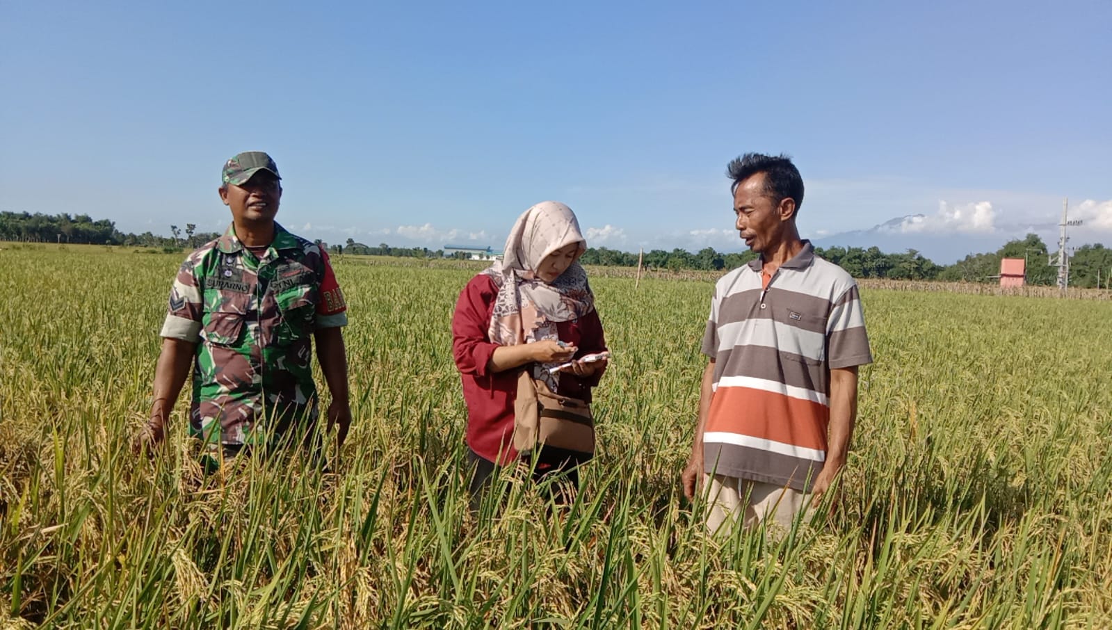 Menjelang Masa Panen MT II, Babinsa Koramil 0810/15 Rejoso dan PPL Dampingi Petani Tinjau Tanaman Padi