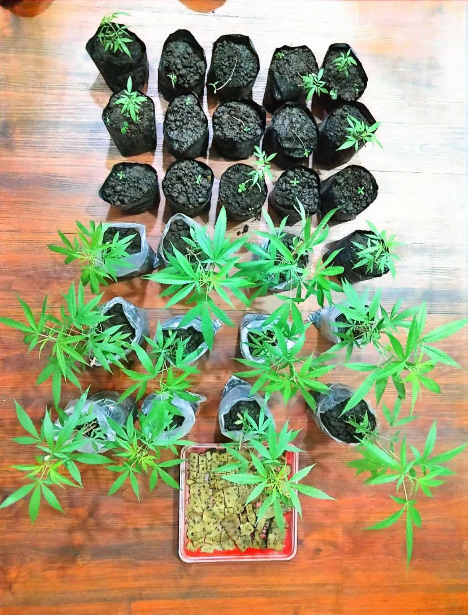 Polisi Gerebek Rumah di Tumpang, Temukan Sabu dan 38 Batang Ganja Siap Panen