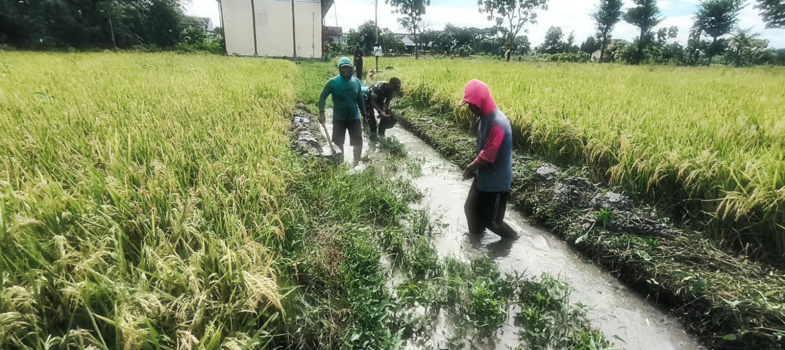 Babinsa Desa Nglundo dan Warga Gelar Kerja Bakti Bersihkan Saluran Irigasi