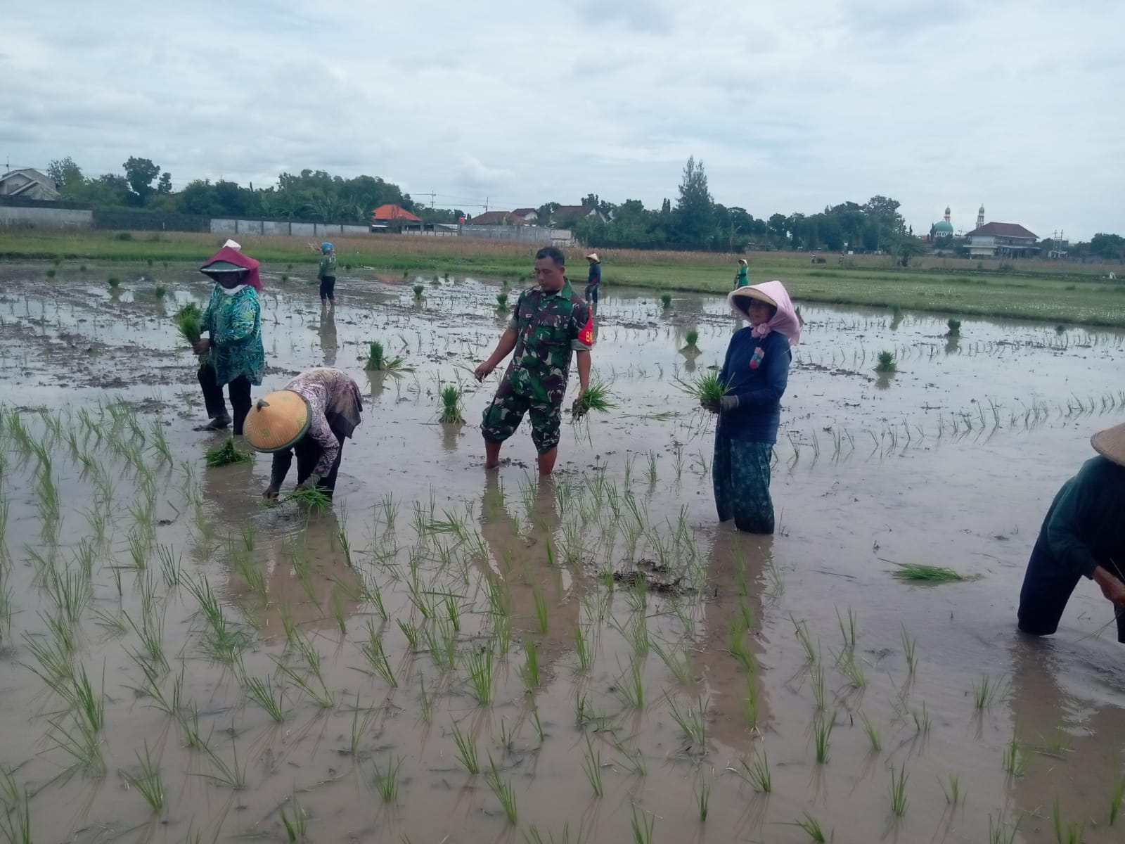 Tingkatkan Ketahanan Pangan, Babinsa Bantu Petani Tanam Padi