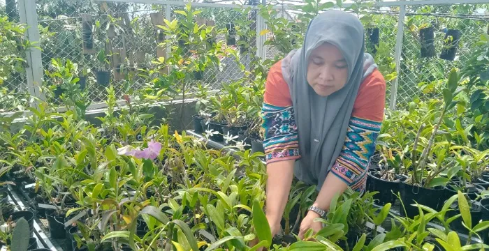 Dari Hobi Jadi Cuan, Warga Jombang Dapat Penghasilan dengan Merawat Anggrek di Rumah