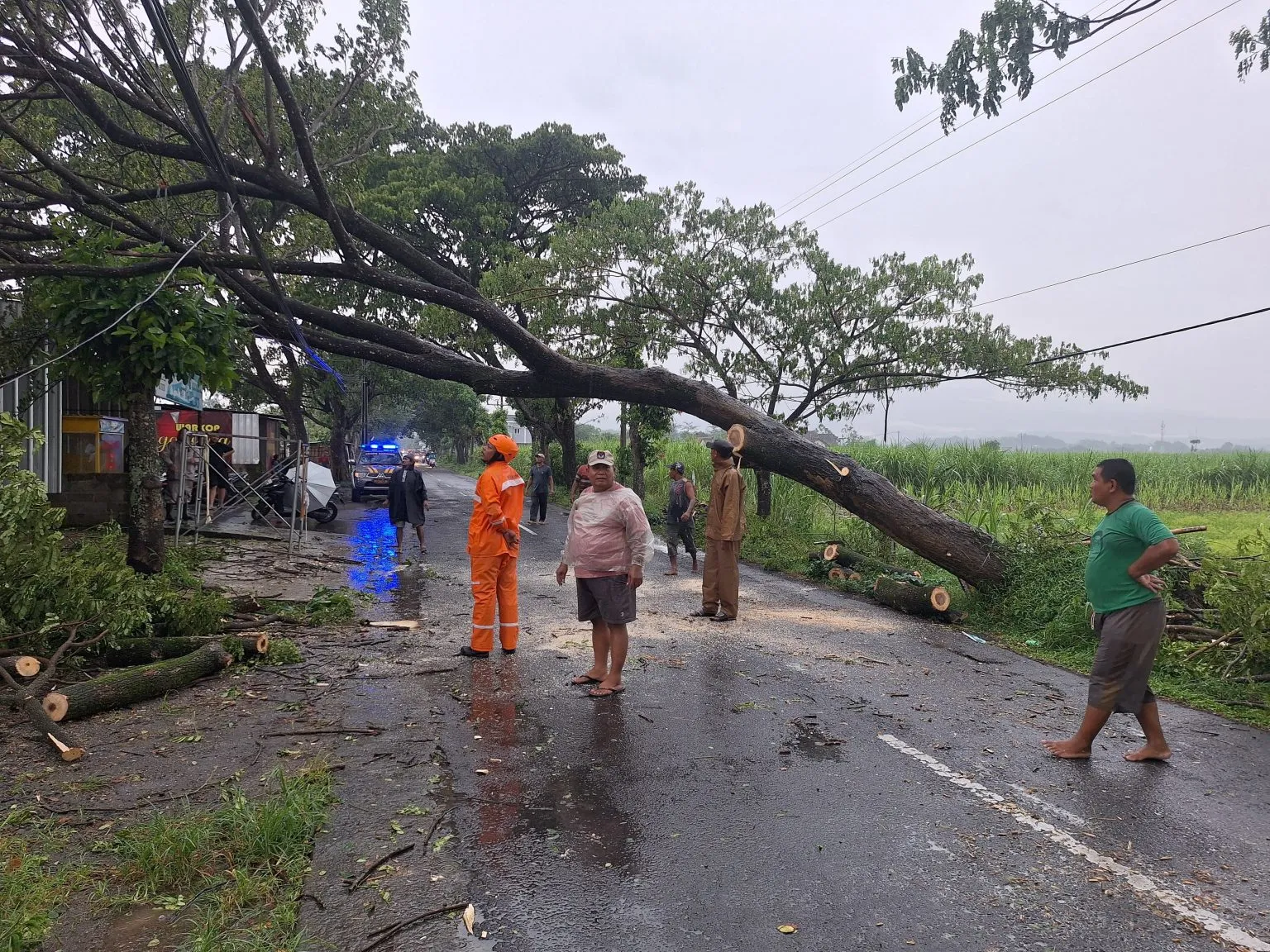 Pohon Trembesi Tumbang di Sembon, Jalan Tertutup 45 Menit dan Kabel PLN Putus