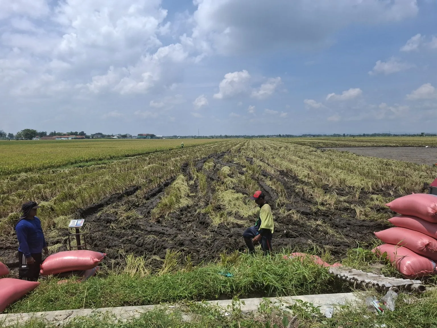 Harga Gabah di Jombang Stabil Rp7.000–Rp7.200 per Kg, Puncak Panen Diprediksi Januari 2026