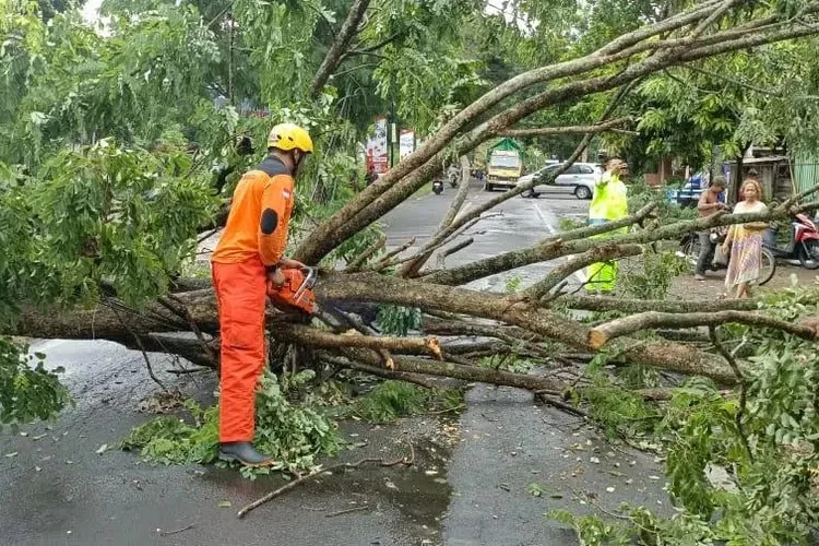 Musim Hujan Awal 2026, BPBD Kabupaten Kediri Minta Warga Waspada Pohon Tumbang
