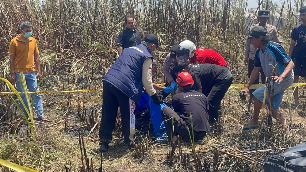 Petaka Bakar Daduk Tebu di Diwek, Kakek Jombang Tewas Terkepung Api
