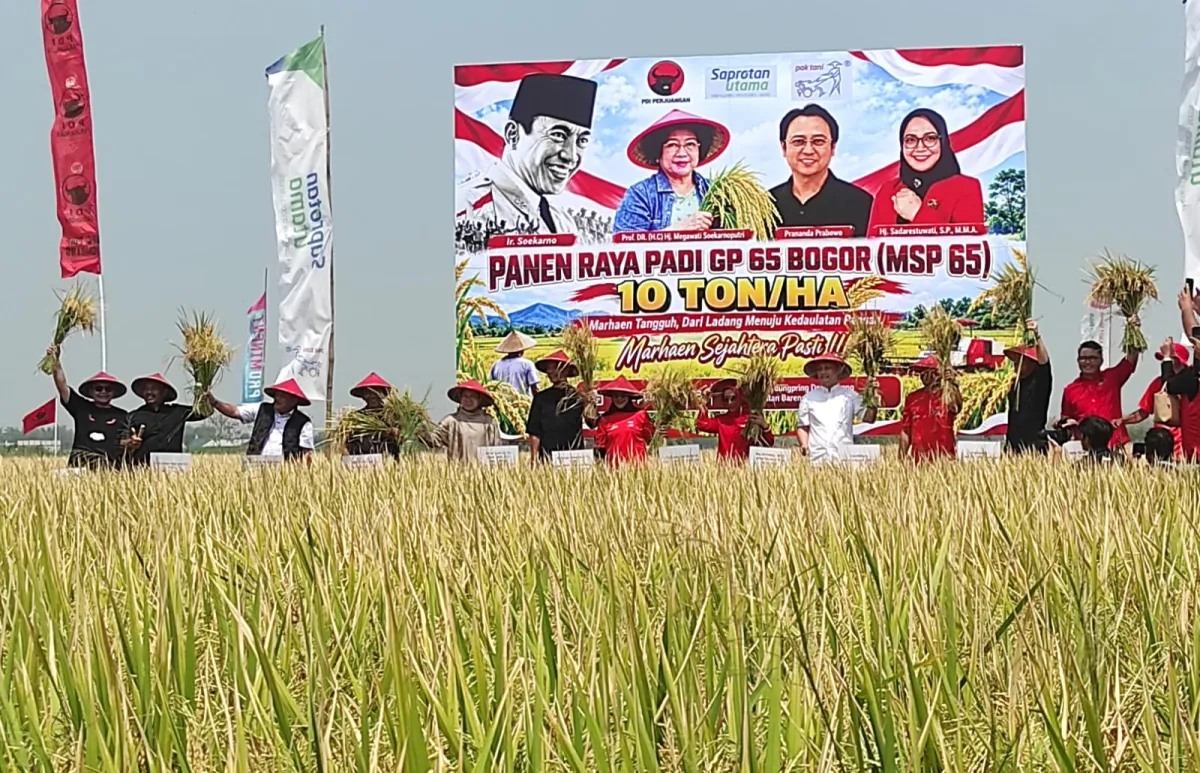 PDIP Panen Raya Padi Genjah Di Bareng Jombang, Ganjar Pranowo : 10 Ton Per Hektare Itu Luar Biasa
