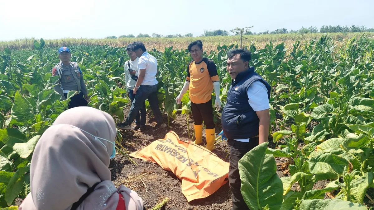 Hilang Seminggu Nenek Renta Jombang Ditemukan Meninggal di Sawah