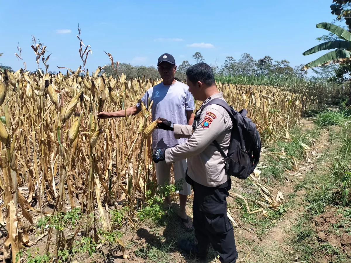 Dukung Ketahanan Pangan, Polsek Kesamben Turun ke Sawah Dampingi Petani Jagung di Blitar