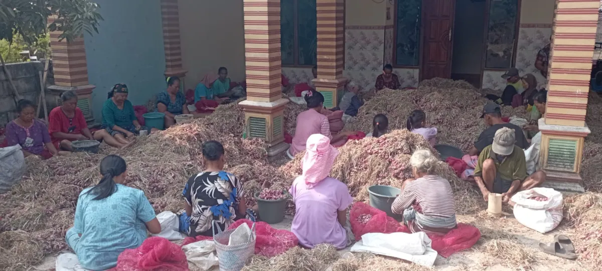 Panen Raya Bawang Merah di Nganjuk, Buruh Pritil Balongrejo Mendadak Panen Cuan hingga Ratusan Ribu Per Hari