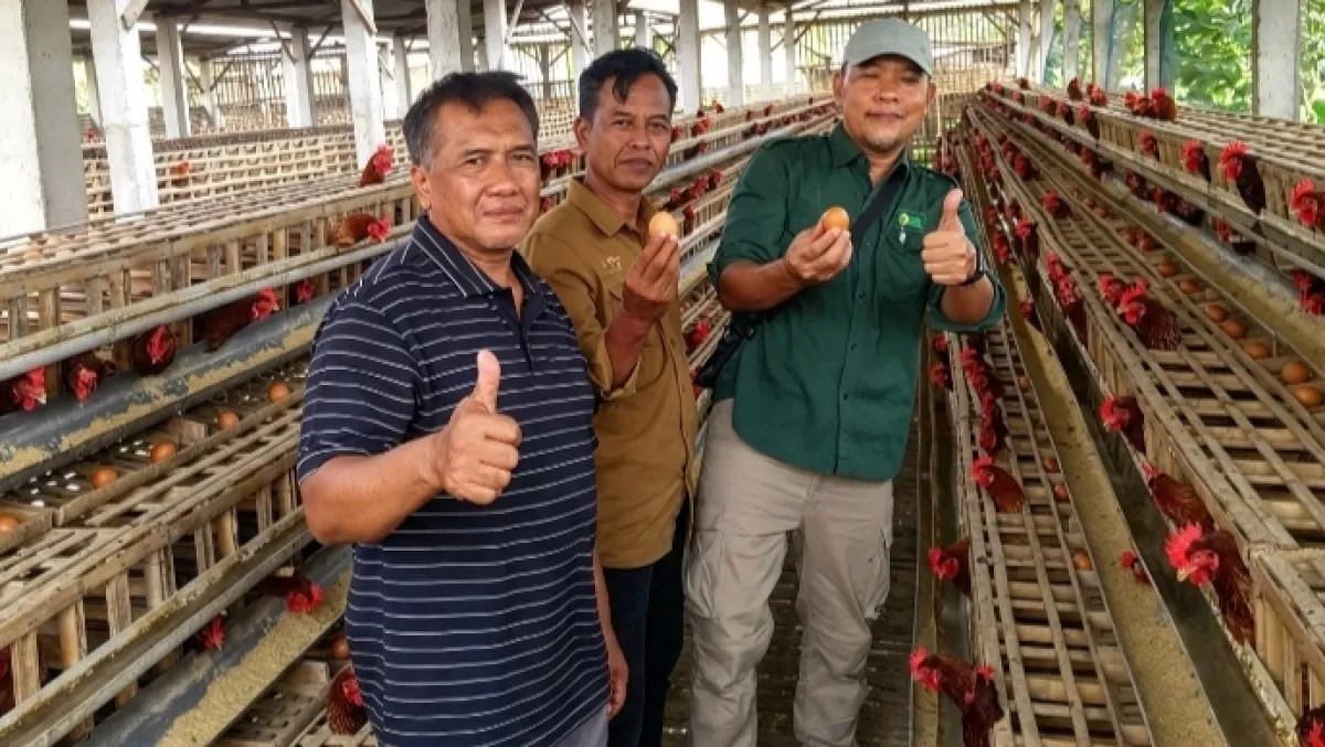 Perkuat Rantai Pasok Pakan Jagung, Pemkab Nganjuk Kolaborasi Dukung Peternak Ayam Petelur