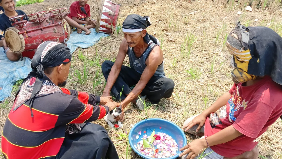 Tradisi Unik di Jombang, Puluhan Warga Gelar Ritual Mandikan Kucing Demi Datangkan Hujan