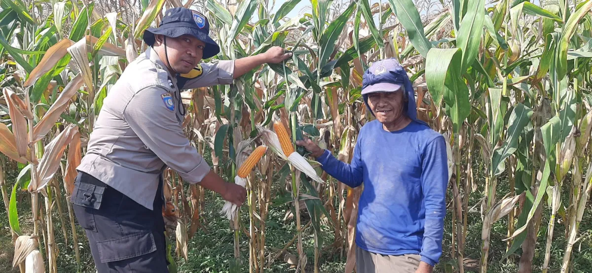 Sinergi Polri dan Petani, Bhabinkamtibmas Kelurahan Ploso Turun ke Sawah Panen Jagung Benih Bhayangkara di Nganjuk