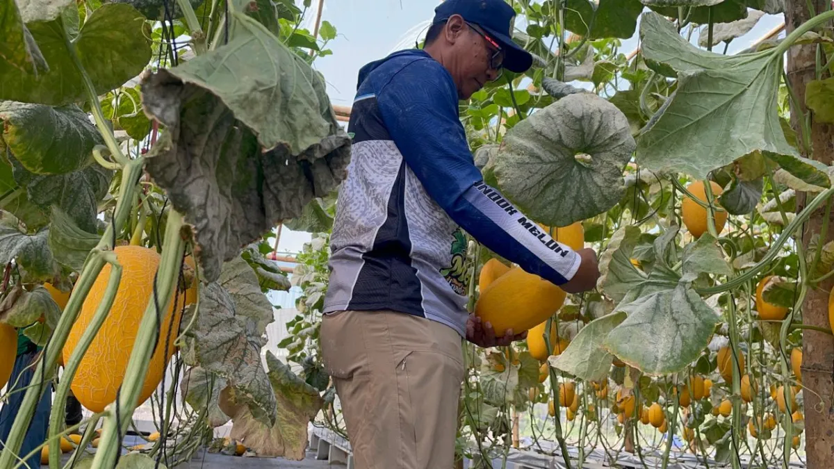 Sulap Lahan Mangkrak Jadi 'Pondok Melon', Petani Jombang Panen Cuan Ratusan Juta 