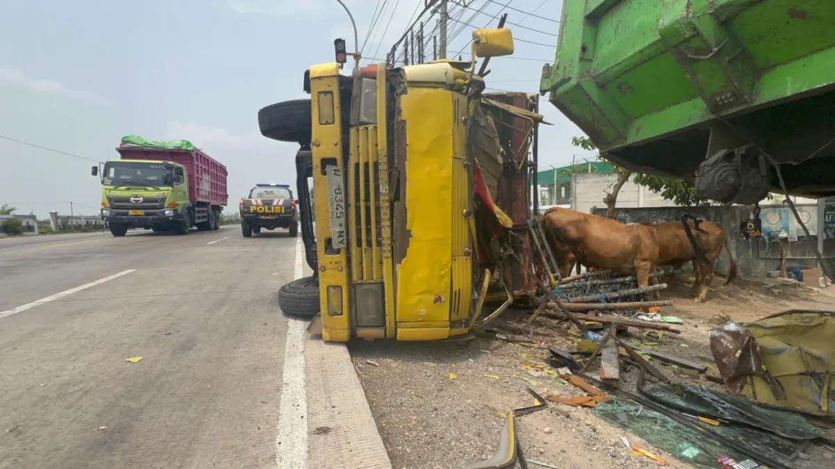 Hindari Bus "Ngeblong", Truk Pengangkut Sapi Terguling di Jombang