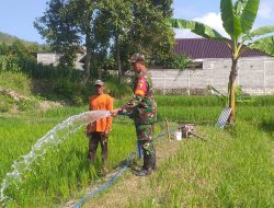 Sukseskan Ketahanan Pangan babinsa Turun ke Sawah