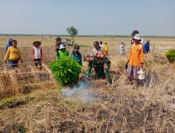 TNI Polri Nganjuk Berburu Hama Tikus Sawah