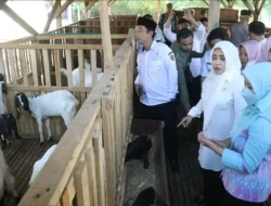 Pemkab Mojokerto hibahkan kambing etawa tingkatkan produktivitas kelompok tani