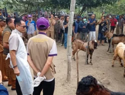 Pj Bupati Tulungagung pantau ketersediaan hewan kurban di pasaran