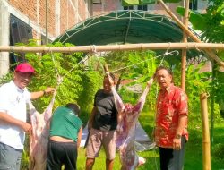 DPC PDI Perjuangan Nganjuk melaksanakan penyembelihan 2 Ekor sapi dan 6 Kambing.