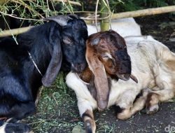 Penjual Kambing Kurban di Nganjuk Tetap Optimis walapun Sepi Pembeli Jelang Hari Raya Idul Adha