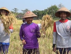 Slamatkan Petani Bulog Terjunkan Program Penyerapan Petani Lokal