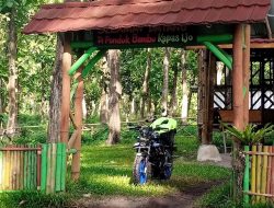 Kapas Ijo Hidden Gem di Lumajang yang Bikin Hangout Makin Asyik!