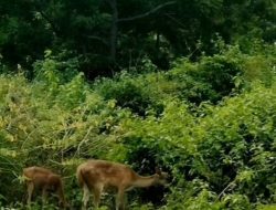 Liburan Ke Bali Menjelajahi Keindahan Alam Liar di Taman Nasional Bali Barat