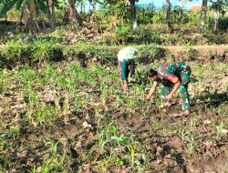 Pendampingan Babinsa Dinanti Petani Untuk Sukseskan Ketahanan Pangan Petani Jagung