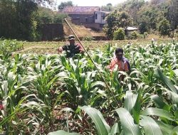 Wujudkan TNI Manunggal Dengan Rakyat, Babinsa Koramil Loceret Dampingi Petani Jagung Rawat Tanaman Jaguung