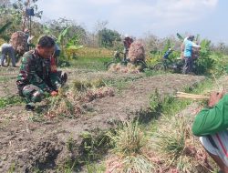 Nganjuk Lumbung Bawang Merah Jawa Timur, Babinsa Koramil Ngluyu Bantu Perani Panen Bawang Merah