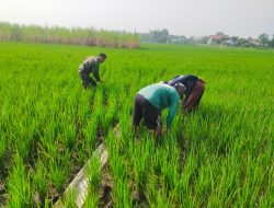 Dalam Rangka Mewujudkan Program Ketahanan Pangan Babinsa Ikut Serta Ke Sawah Bantu Petani