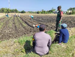 Dukung Ketahanan Pangan Babinsa Terjun Langsung Mengecek Penanaman Benih Jagung Di Sawah