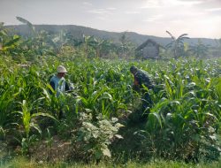 Impian Babinsa Koramil 0810/20 Ngluyu Jadikan Ngluyu Sebagai Lumbung Jagung Nasional