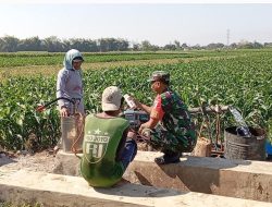 Komsos Babinsa Koramil 0810/03 Loceret Ajak Petani Tingkatkan Produktifitas Jagung