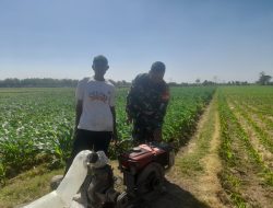 Babinsa Ngetos Laksanakan Pendampingan Pertanian Untuk Meningkatkan Produktivitas Petani