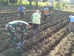 Dukung Ketahanan Pangan,Babinsa Koramil 0810/03 Loceret Bantu Warga Binaan Tanam Jagung