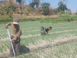 Babinsa Koramil 20/Ngluyu Dampinga Petani Merawat Bawang Merah