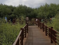 Wista Ajaib di Kebun Raya Mangrove Gunung Anyar Surabaya Menyelami Keindahan Alam dan Edukasi yang Menginspirasi