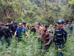 Ditemukan Ladang Ganja Seluas 1,5 Hektar di Lumajang, Polisi Tetapkan 4 Tersangka