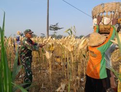 Selalu Hadir Ditengah Tengah Warga Binaannya, Babinsa Turut Membantu Proses Panen Jagung